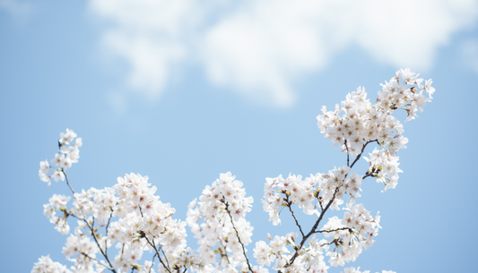 Printemps et peau qui bourgeonne : solutions adaptées pour une peau éclatante
