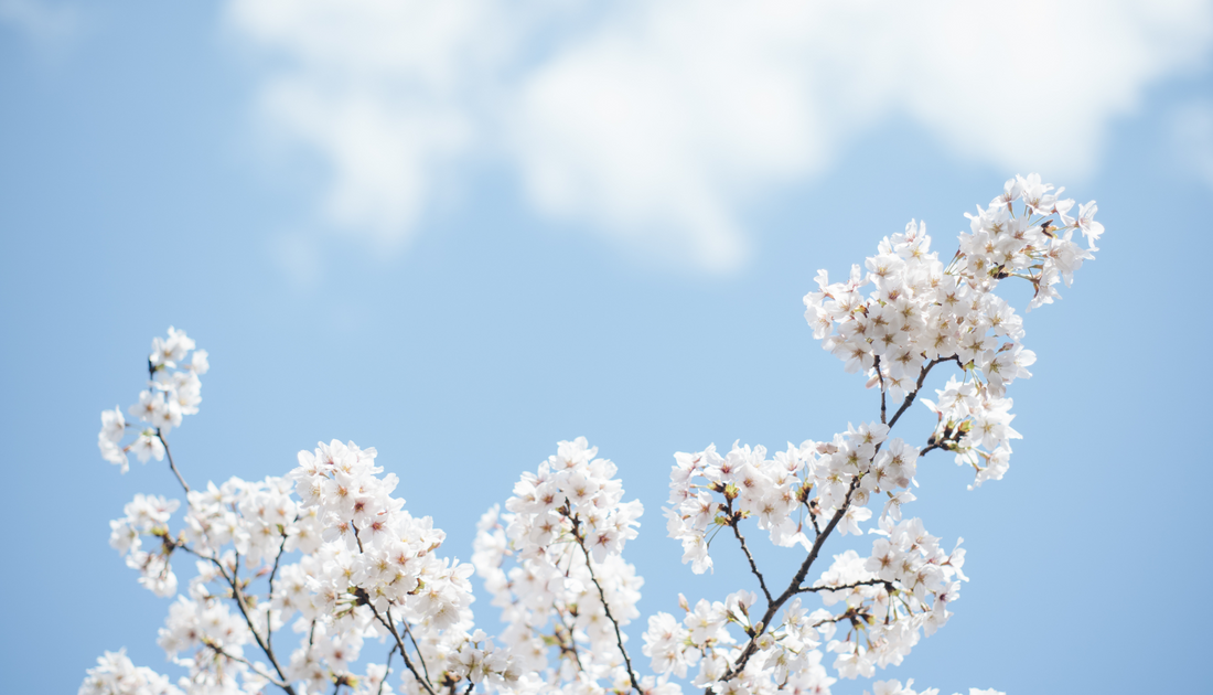 Printemps et peau qui bourgeonne : solutions adaptées pour une peau éclatante